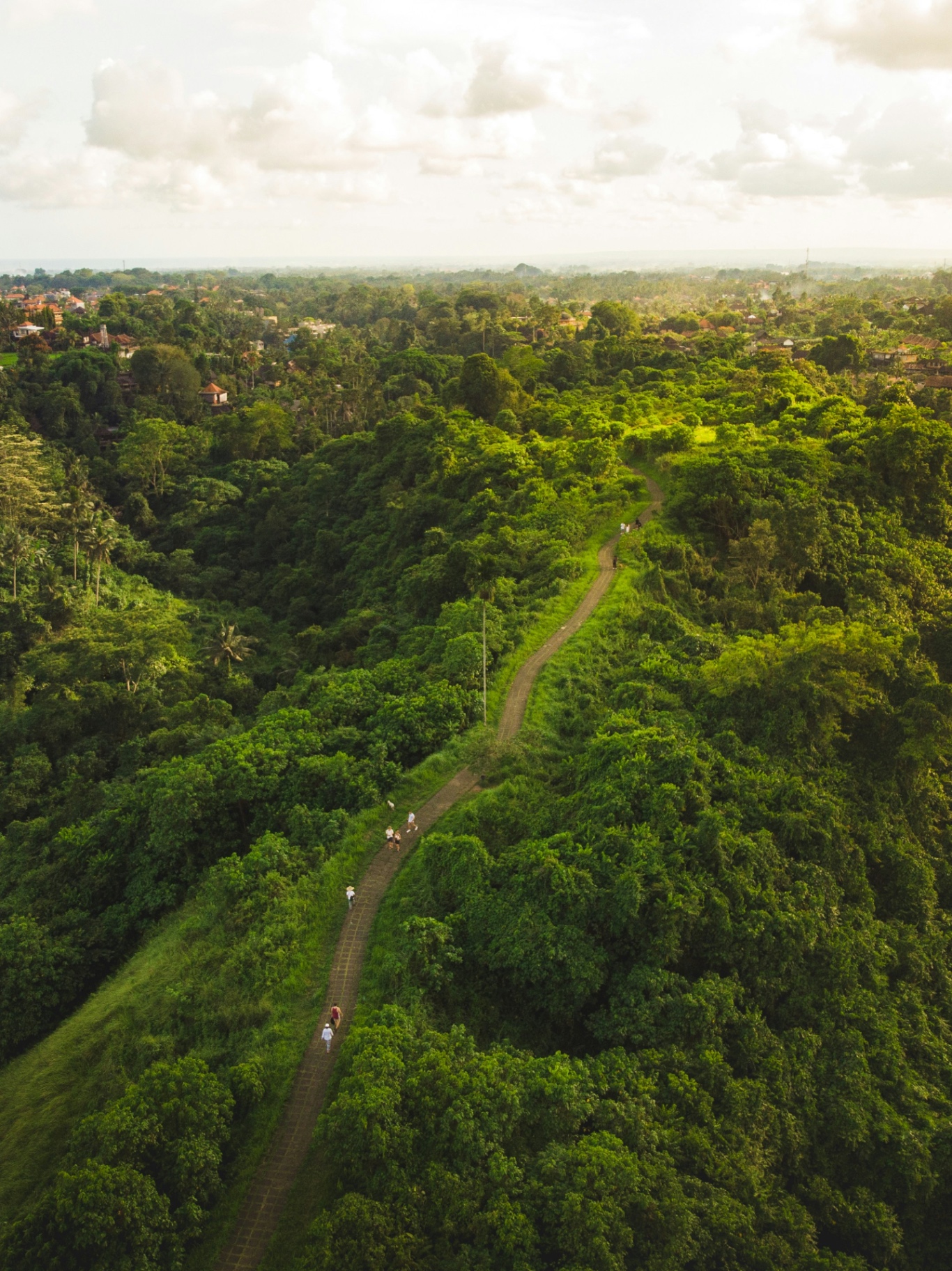 Aerial view of the Campuhan ridge walk winding through Ubud's jungle